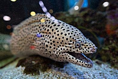 《冰汽时代2》新预告短片暗示游戏首发或包含Mod支持